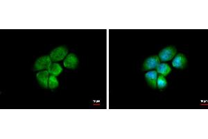 ICC/IF Image HSD3a antibody [N1C2] detects HSD3a protein at cytoplasm and nucleus by immunofluorescent analysis. (AKR1C4 antibody)