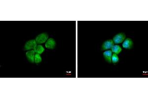 ICC/IF Image HSD3a antibody [N1C2] detects HSD3a protein at cytoplasm and nucleus by immunofluorescent analysis.