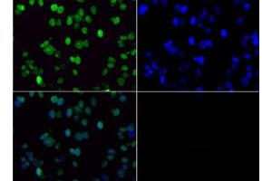 Fluorescence Microscopy (FM) image for anti-Histone 3 (H3) (H3K36me2) antibody (ABIN5706764)