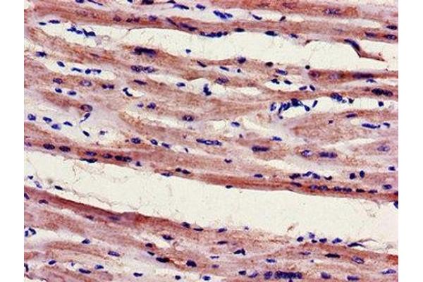 FILIP1 antibody  (AA 957-1192)