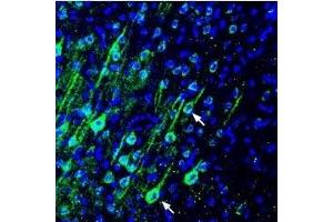 Expression of PMCA4 in rat parietal cortex - Immunohistochemical staining of perfusion-fixed frozen rat brain sections using Anti-PMCA4 Antibody (ABIN7042958, ABIN7044146 and ABIN7044147), (1:300), followed by goat anti-rabbit-AlexaFluor-488 antibody. (ATP2B4 antibody  (2nd Cytoplasmic Loop))