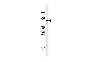 Sestrin-3 Antibody (Center ) (ABIN656403 and ABIN2845697) western blot analysis in A549 cell line lysates (35 μg/lane). (SESN3 antibody  (AA 320-347))