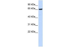 Western Blotting (WB) image for anti-Early B-Cell Factor 4 (EBF4) antibody (ABIN2457990) (EBF4 antibody)