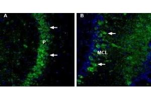 Expression of NCAM2 in mouse brain - Immunohistochemical staining of mouse free-floating frozen brain sections using Anti-NCAM2 (extracellular) Antibody (ABIN7043352, ABIN7044688 and ABIN7044689). (NCAM2 antibody  (Extracellular))