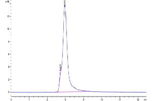 The purity of Human MUC1 Isoform Y is greater than 95 % as determined by SEC-HPLC. (MUC1 Protein (AA 24-158) (Fc Tag))
