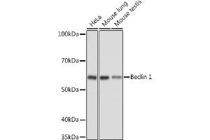 Western blot analysis of extracts of various cell lines, using Beclin 1 Rabbit pAb  at 1:1000 dilution. (Beclin 1 antibody  (AA 1-280))