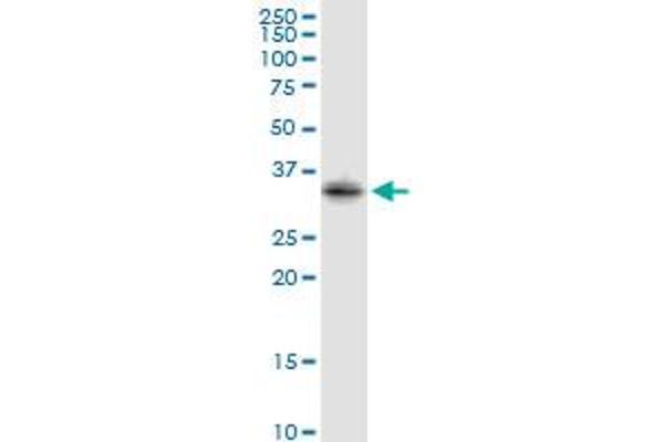 STX2 antibody  (AA 1-287)
