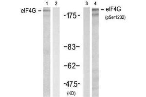 Western blot analysis of extracts from 293 cell using eIF4G (Ab-1232) Antibody (E021514, Lane 1 and 2) and eIF4G (phospho-Ser1232) antibody (E011514, Lane 3 and 4).