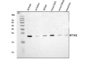 Western blot analysis of IFT43 using anti-IFT43 antibody (ABIN7599083). (IFT43 antibody  (AA 1-208))