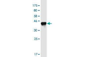 Western Blot detection against Immunogen (42. (APITD1 antibody  (AA 1-138))