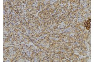 ABIN6276405 at 1/100 staining Human pancreas tissue by IHC-P.