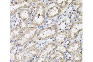 Immunohistochemistry of paraffin-embedded Rat kidney using RNF166 Polyclonal Antibody (RNF166 antibody)