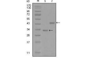 Western Blot showing SKP2 antibody used against truncated Trx-SKP2 recombinant protein (1) and GST-SKP2 (aa1-130) recombinant protein (2). (SKP2 antibody  (AA 1-130))