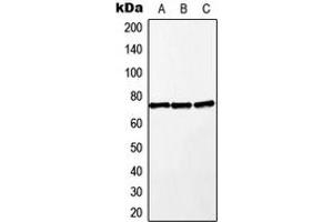 Western blot analysis of MEKK2 expression in A549 (A), Raw264.