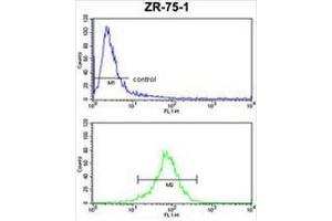 CHIA Antibody (N-term) FC analysis of ZR-75-1 cells (bottom histogram) compared to a negative control cell (top histogram).