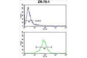 CHIA Antibody (N-term) FC analysis of ZR-75-1 cells (bottom histogram) compared to a negative control cell (top histogram). (CHIA antibody  (N-Term))