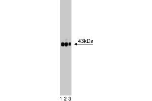 Western blot analysis of GAP-43/Neuromodulin on rat cerebrum lysate. (GAP43 antibody  (AA 1-144))
