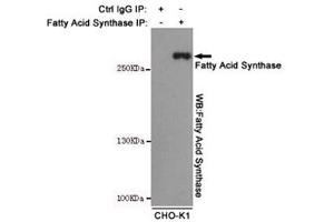 Immunoprecipitation (IP) image for anti-Fatty Acid Synthase (FASN) antibody (ABIN4953252)