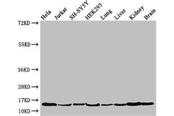 PAIP2 antibody  (AA 1-127)