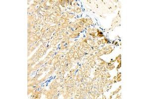 Immunohistochemistry of paraffin embedded mouse stomach using CK13 (ABIN7074411) at dilution of 1:1200 (400x lens)