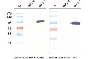 Western blot was performed using monoclonal anti-Mouse esFlk-1 recognizing the soluble as well as the transmembrane form of Flk-1 and poyclonal antibody directed against the unique C-terminal end of the endogenous esFlk-1 (GMEASLGDRIAMP) recognizing solely the endogenous form. (VEGFR2/CD309 antibody  (C-Term))