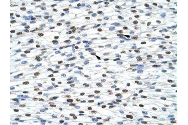 HNRNPA0 antibody  (AA 154-203)