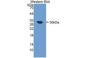 Western Blotting (WB) image for anti-BCL2-Like 1 (BCL2L1) (AA 2-212) antibody (ABIN1077850) (BCL2L1 antibody  (AA 2-212))