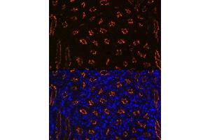 Immunofluorescence analysis of mouse kidney using CD13/ANPEP Rabbit mAb (ABIN7265525) at dilution of 1:100 (40x lens).