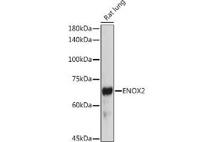 Western blot analysis of extracts of Rat lung, using ENOX2 antibody (ABIN6129374, ABIN6140176, ABIN6140178 and ABIN6222855) at 1:1000 dilution. (ENOX2 antibody  (AA 411-610))