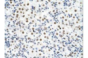 Image no. 1 for anti-Heterogeneous Nuclear Ribonucleoprotein A3 (HNRNPA3) (N-Term) antibody (ABIN202382) (HNRNPA3 antibody  (N-Term))