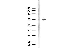 anti-Potassium Voltage-Gated Channel, Shaw-Related Subfamily, Member 2 (KCNC2) (C-Term) antibody