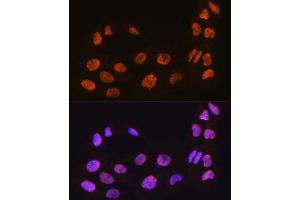 Immunofluorescence analysis of C6 cells using M antibody (ABIN7268410) at dilution of 1:100. (MAML2 antibody  (AA 750-850))