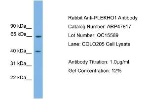 WB Suggested Anti-PLEKHO1  Antibody Titration: 0. (PLEKHO1 antibody  (N-Term))