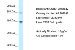 Western Blotting (WB) image for anti-Chemokine (C-C Motif) Receptor-Like 1 (CCRL1) (C-Term) antibody (ABIN2789016) (CCRL1 antibody  (C-Term))