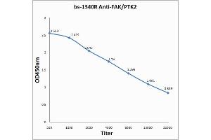 Antigen: 0. (FAK antibody  (AA 901-1052))