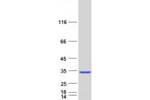 Validation with Western Blot (RNF141 Protein (Myc-DYKDDDDK Tag))