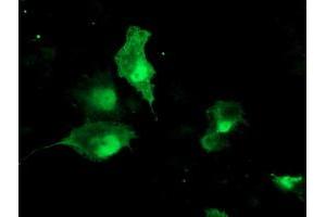 Anti-TBCC mouse monoclonal antibody (ABIN2455788) immunofluorescent staining of COS7 cells transiently transfected by pCMV6-ENTRY TBCC (RC203563). (TBCC antibody)