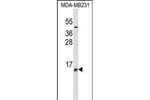 LST1 Antibody (Center) (ABIN1537970 and ABIN2849022) western blot analysis in MDA-M cell line lysates (35 μg/lane). (LST1 antibody  (AA 19-47))