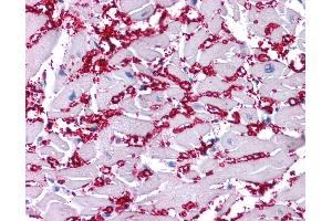 KCNA10 antibody  (N-Term)