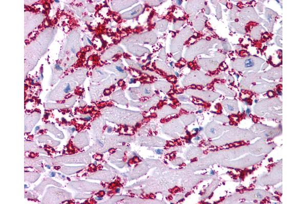 KCNA10 antibody  (N-Term)