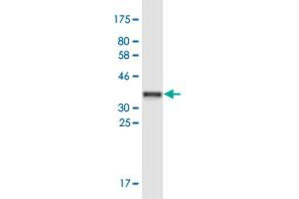 PPP1R13B antibody  (AA 1-90)