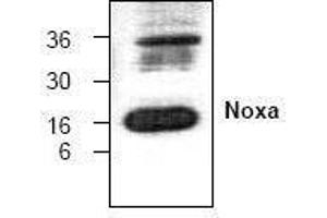 Image no. 1 for anti-Phorbol-12-Myristate-13-Acetate-Induced Protein 1 (PMAIP1) antibody (ABIN127296) (NOXA antibody)