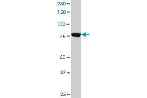 Western Blotting (WB) image for anti-Cleavage and Polyadenylation Specific Factor 3, 73kDa (CPSF3) (AA 585-685) antibody (ABIN793059) (CPSF3 antibody  (AA 585-685))