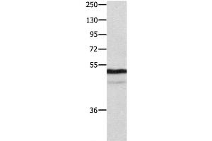 Western Blot analysis of Mouse thymus tissue using NAP1L1 Polyclonal Antibody at dilution of 1:1000 (NAP1L1 antibody)