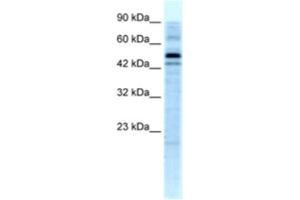 Western Blotting (WB) image for anti-Stonin 1 (STON1) antibody (ABIN2460240) (STON1 antibody)