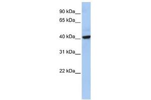 THAP5 antibody used at 1 ug/ml to detect target protein. (THAP5 antibody  (Middle Region))