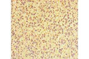 CHTOP antibody  (AA 179-248)
