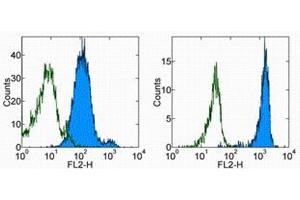 Flow Cytometry (FACS) image for anti-Basigin (Ok Blood Group) (BSG) antibody (PE) (ABIN2145001) (CD147 antibody  (PE))