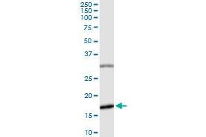 Immunoprecipitation of BIRC5 transfected lysate using anti-BIRC5 MaxPab rabbit polyclonal antibody and Protein A Magnetic Bead , and immunoblotted with BIRC5 purified MaxPab mouse polyclonal antibody (B01P) . (Survivin antibody  (AA 1-142))