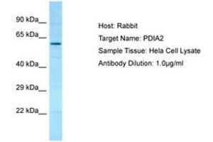 Image no. 1 for anti-Protein Disulfide Isomerase Family A, Member 2 (PDIA2) (AA 111-160) antibody (ABIN6750065) (PDIA2 antibody  (AA 111-160))